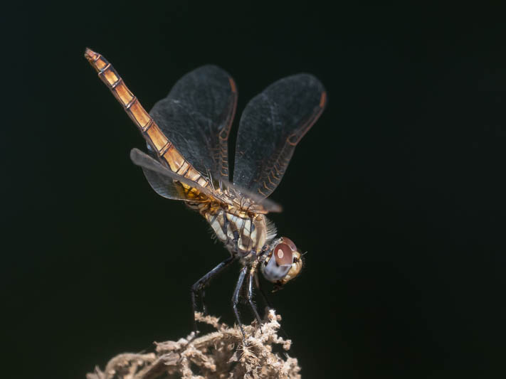 Trithemis annulata female-220164.jpg